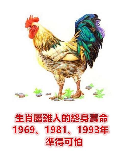 辛酉年雞|1981年屬雞人竟是木雞命，一生命運分析，準的不要不。